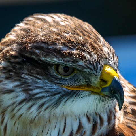 2009-07-25-East-Fortune-Airshow-2