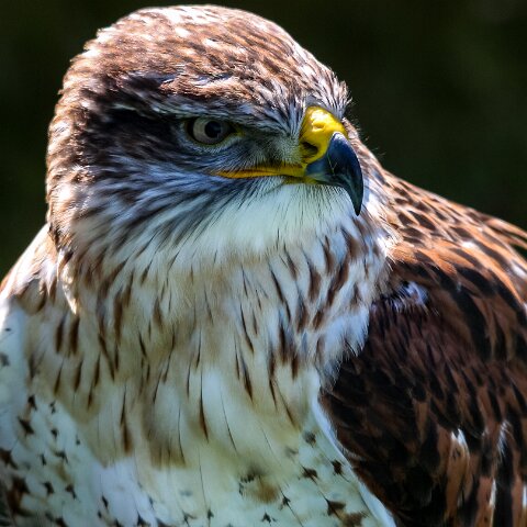 2009-07-25-East-Fortune-Airshow-5