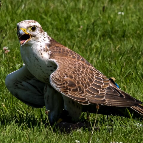 2009-07-25-East-Fortune-Airshow-6