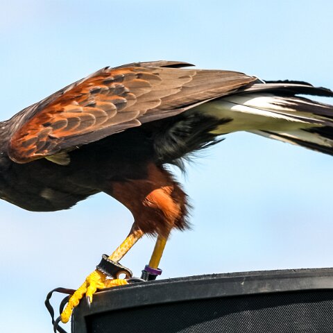 2009-07-25-East-Fortune-Airshow-7