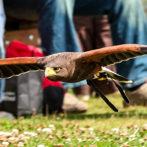 2009-08-02-Falkirk-Wheel-12
