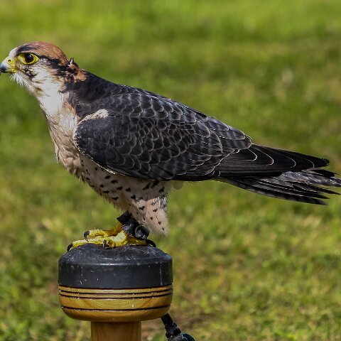 2009-08-02-Falkirk-Wheel-13