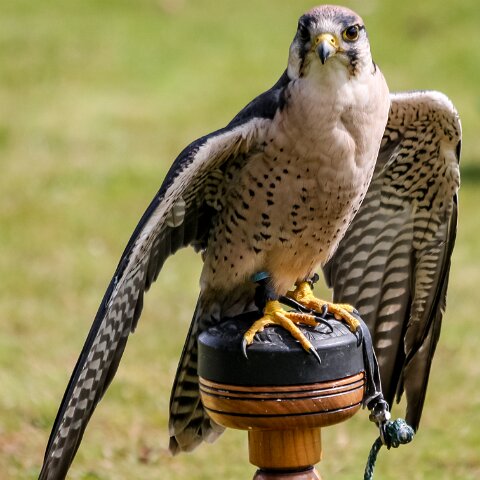 2009-08-02-Falkirk-Wheel-15