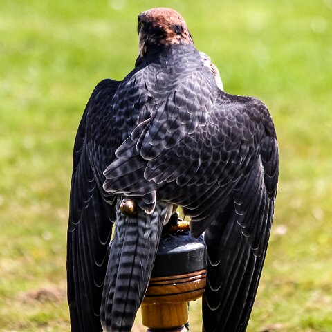 2009-08-02-Falkirk-Wheel-16
