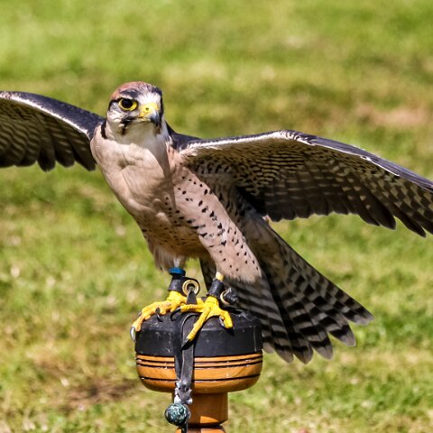 2009-08-02-Falkirk-Wheel-18