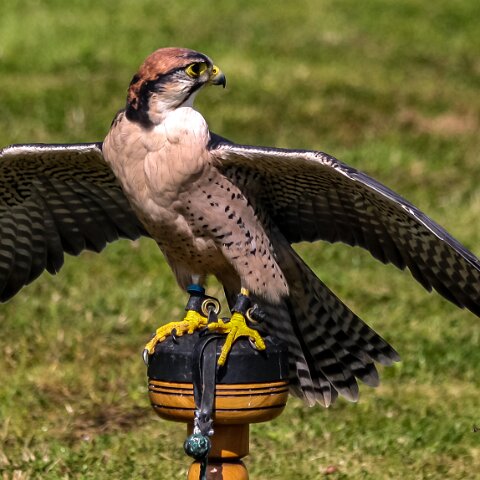 2009-08-02-Falkirk-Wheel-19