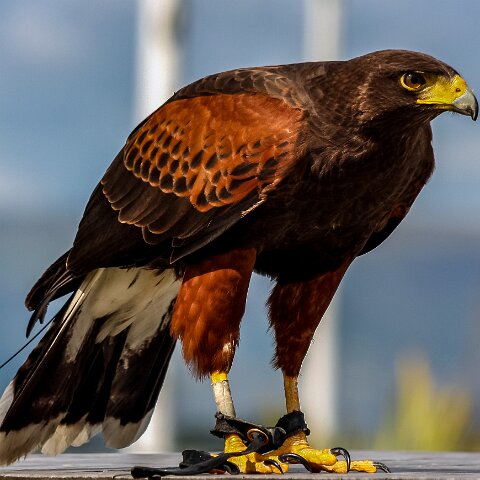 2009-08-02-Falkirk-Wheel-6