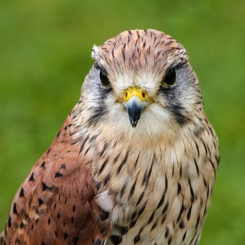 2009-08-16-Robert-The-Bruce-Dunfermline-1