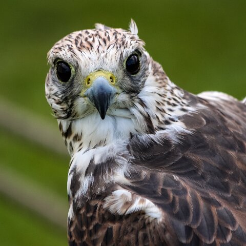 2009-08-16-Robert-The-Bruce-Dunfermline-11
