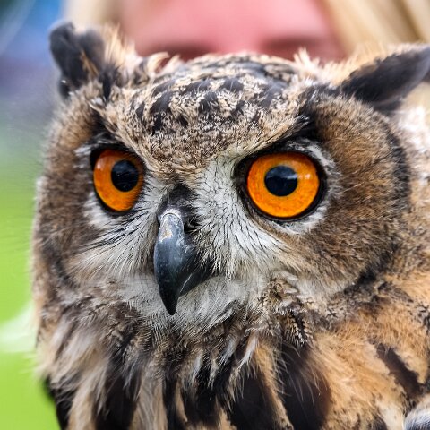 2009-08-16-Robert-The-Bruce-Dunfermline-12