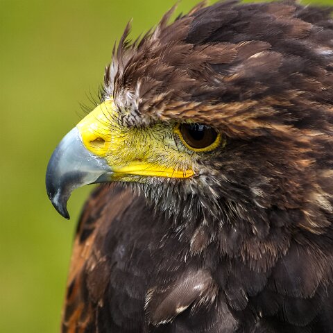 2009-08-16-Robert-The-Bruce-Dunfermline-2