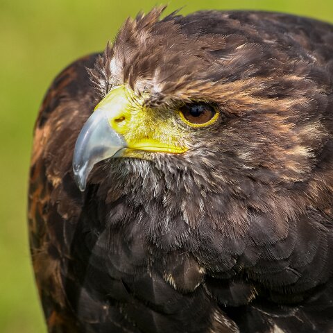 2009-08-16-Robert-The-Bruce-Dunfermline-3