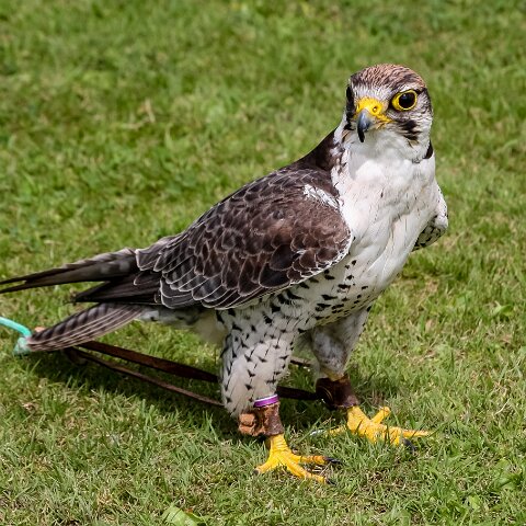 2009-08-16-Robert-The-Bruce-Dunfermline-4