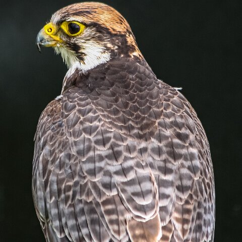 2009-08-16-Robert-The-Bruce-Dunfermline-5