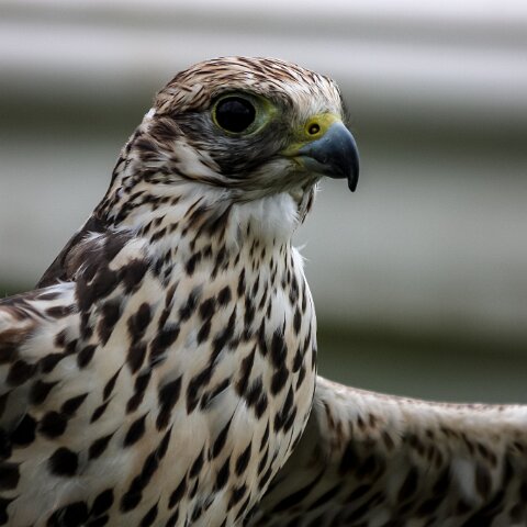 2009-08-16-Robert-The-Bruce-Dunfermline-7