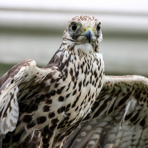 2009-08-16-Robert-The-Bruce-Dunfermline-8