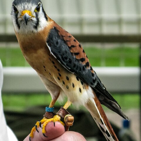 2010-05-23-Perth-Racecourse-1