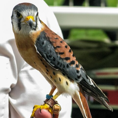 2010-05-23-Perth-Racecourse-2