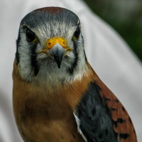 2010-05-23-Perth-Racecourse-3