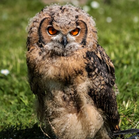 2010-05-31-Falkirk-Wheel-1