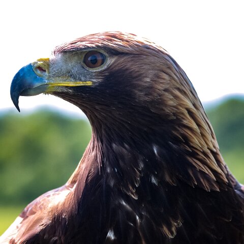 2010-05-31-Falkirk-Wheel-2
