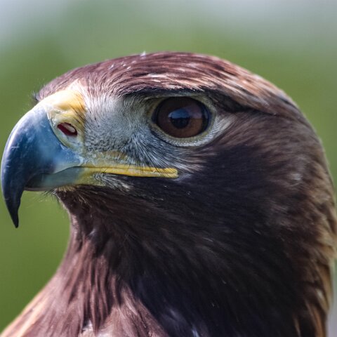 2010-05-31-Falkirk-Wheel-5