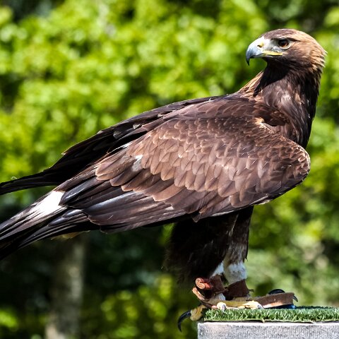 2010-05-31-Falkirk-Wheel-6