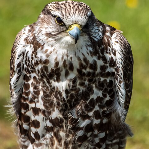 2010-05-31-Falkirk-Wheel-7