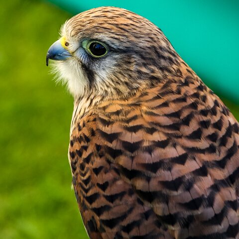 2010-08-21-Perth-Racecourse-3