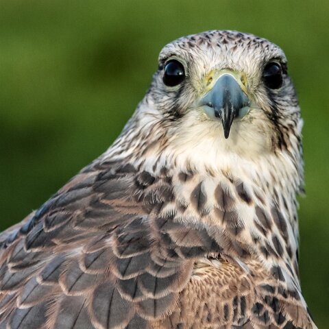 2010-10-31-Carlisle-Racecourse-1