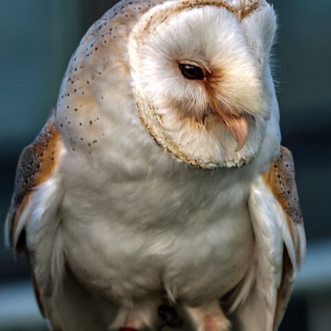 2010-10-31-Carlisle-Racecourse-10