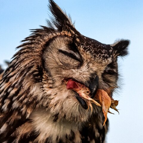 2010-10-31-Carlisle-Racecourse-12