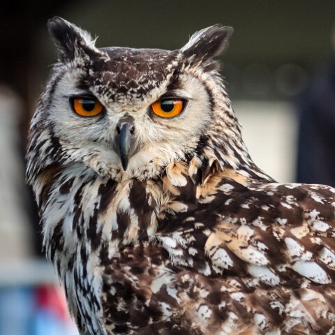 2010-10-31-Carlisle-Racecourse-13