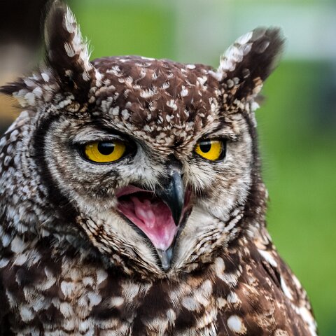 2010-10-31-Carlisle-Racecourse-14