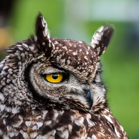 2010-10-31-Carlisle-Racecourse-15