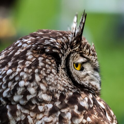 2010-10-31-Carlisle-Racecourse-16