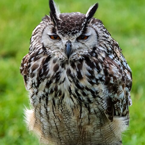 2010-10-31-Carlisle-Racecourse-17