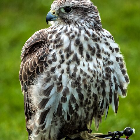 2010-10-31-Carlisle-Racecourse-19