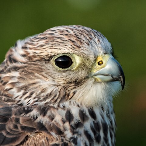 2010-10-31-Carlisle-Racecourse-2