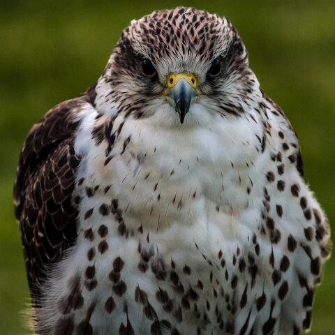 2010-10-31-Carlisle-Racecourse-20