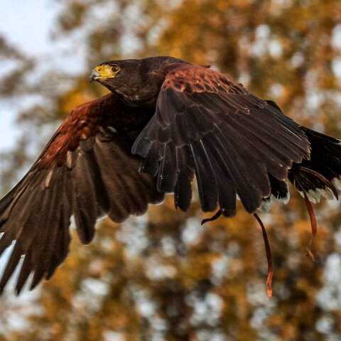 2010-10-31-Carlisle-Racecourse-3