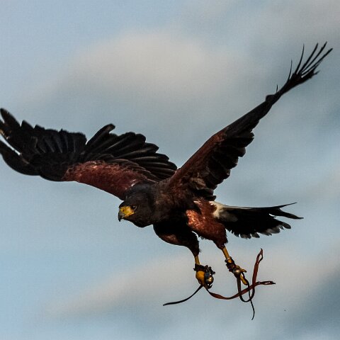 2010-10-31-Carlisle-Racecourse-4