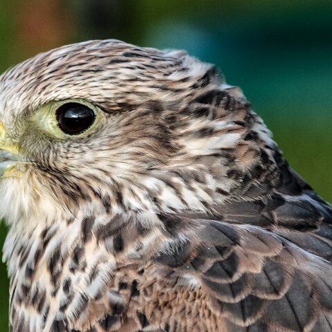 2010-10-31-Carlisle-Racecourse-5