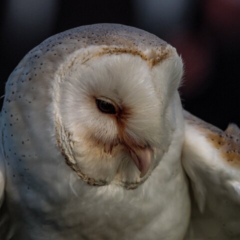 2010-10-31-Carlisle-Racecourse-9