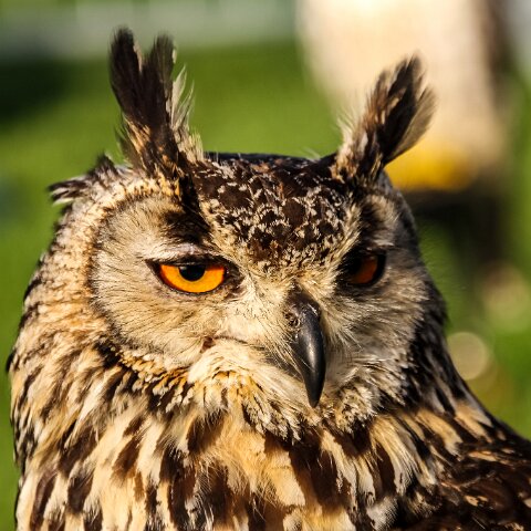 2011-10-30-Carlisle-Racecourse-1