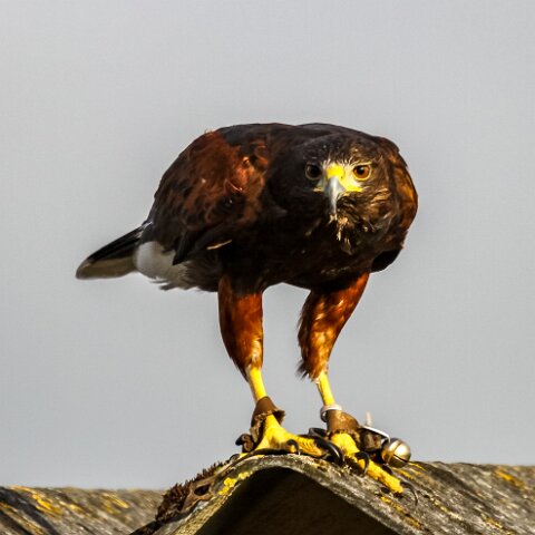 2011-10-30-Carlisle-Racecourse-2