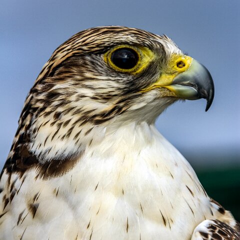 2011-10-30-Carlisle-Racecourse-9