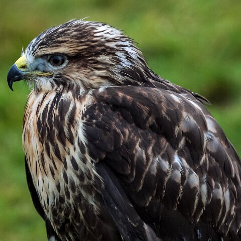 2011-11-21-Kelso-Racecourse-1