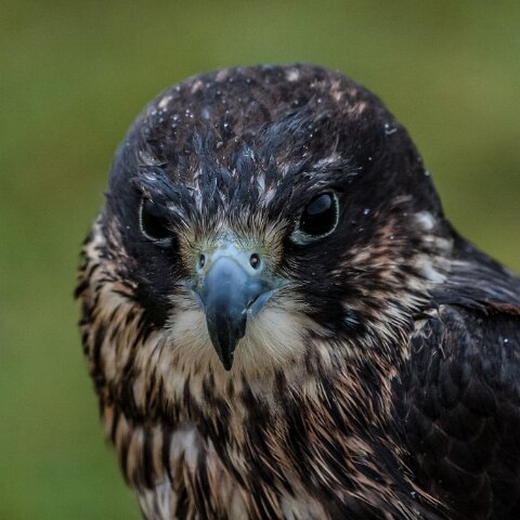 2011-11-21-Kelso-Racecourse-2