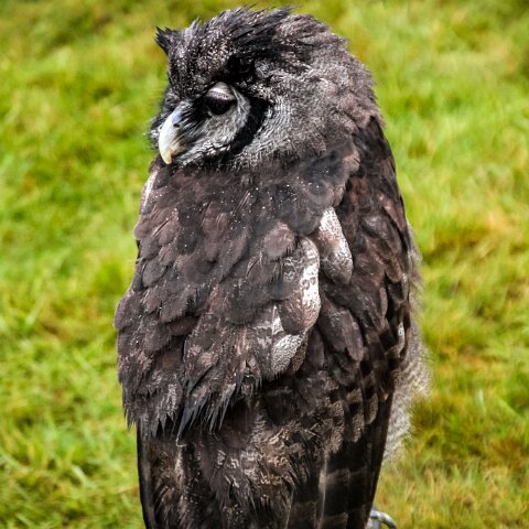 2011-11-21-Kelso-Racecourse-3